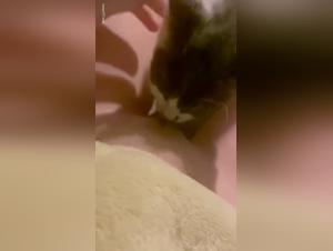 Zoophilia video: Pussy gets licked by a cat
