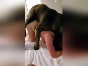 Zoophilia: a couple and their dog in bestial scenes