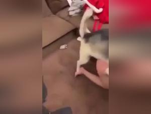 Woman subjected to a dog: a shocking bestiality video