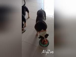 Bestiality: a woman and her dog in a shocking video