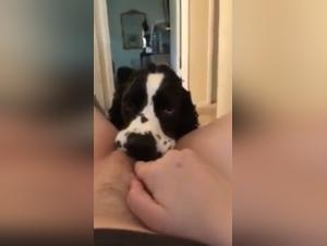 Dog sex video: dog licking woman's pussy