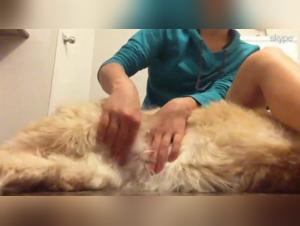 Exploring Canine Intimacy with Ticzoo