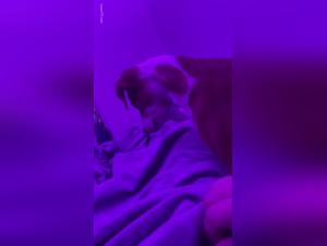 BBW y Perro: Un Encuentro Sexual Inolvidable