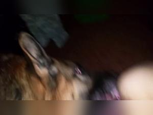 Blonde and dog in beastly sex video