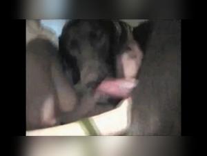 Understanding UK Bestiality Law