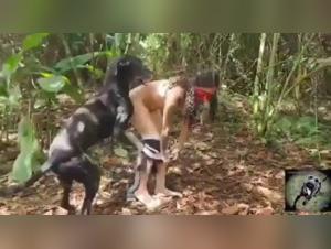 Zoophilia videos featuring dogs and humans