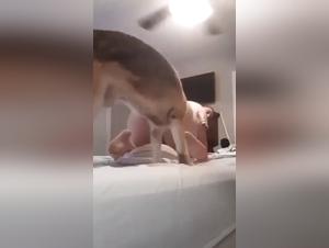 Forbidden Desires: Beastsex Video Collection