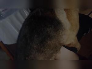 Bestiality: a woman and her dog in a shocking video