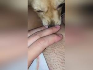 Woman and chihuahua: a shocking bestiality video