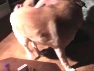 Mature woman and dog in a hard zoophilia scene