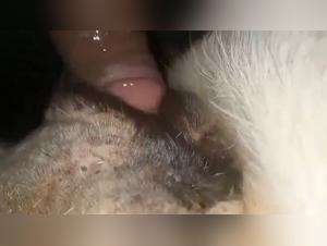 forbidden meeting woman dog