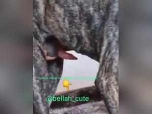 Bestiality sex video: a woman and her dog