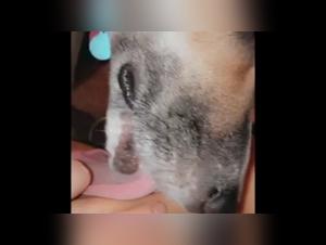 Bestiality video: a woman and her dog