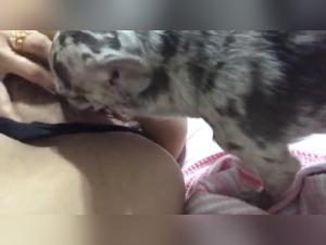 A Passionate Encounter: A Tale of Bestiality and Desire