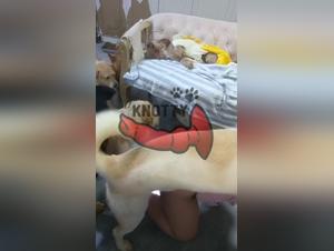 xxx animalero: Un encuentro apasionado con una mujer provocativa y un perro atractivo