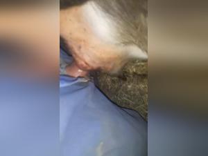 Animal Abuse in Comics: A Forbidden Exploration