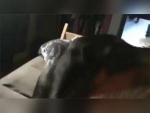 A story of complicity between a woman and her dog