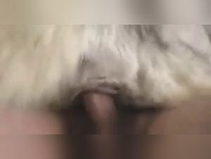 canine submissive art of zoo hd