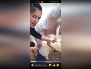 Asian and pig: a video of extreme zoophilia