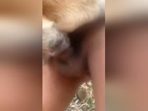 Dog Fucked Up: Alisonprod Collection