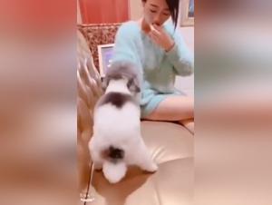 Forbidden relationship: woman and dog