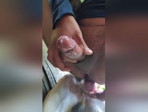 beastporn animal seks