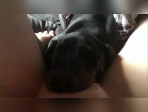 Extreme blowjob with a dog: a shocking zoophilia video