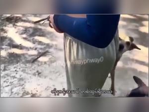 Exciting encounter with an Asian and a Dog