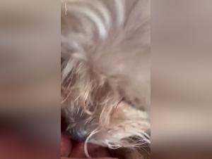 Dog Sex Video: A Girl and Her Four-Legged Best Friend