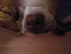 Chubby woman and dog: a bestiality video not to be missed