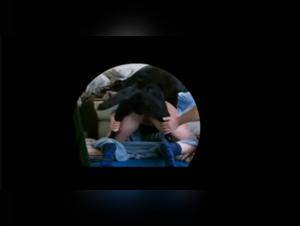Bestiality Amateurs in Exciting Videos