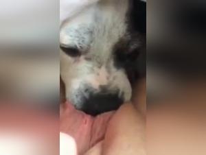 Sex video with a dog: a young woman and her dog in a hard scene