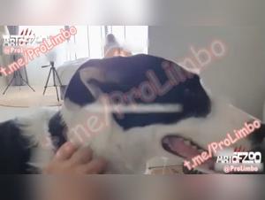 Art of Zoo: Faithful Canine Companions