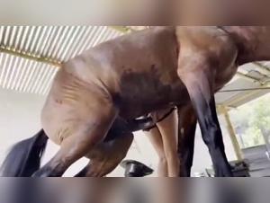 Alison and her horse: a story of bestiality