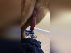 Bestial encounter with a dog with a giant cock