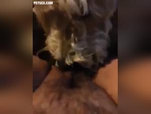 Extase Bestiale: Une Rencontre Animale Inoubliable