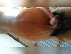 Bestiality: An Unforgettable Animal Encounter