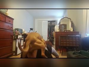 Free Bestiality Porn: Hottest Pussy and Dogfuck