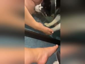 Husky Dog Licking and Sex Video: An Extreme Bestiality Experience