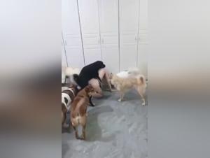 Pack of Sex Starved Dogs - Extreme Bestiality