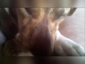 Zoophilia video with a dog and a man