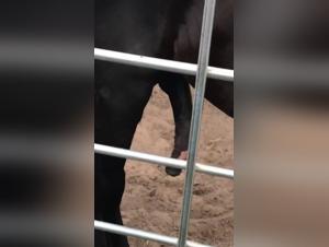 Zoophilia and Bestiality - Horses