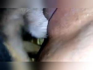 Bestiality sex video with dog