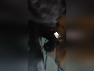 Bestiality: A Forbidden Encounter