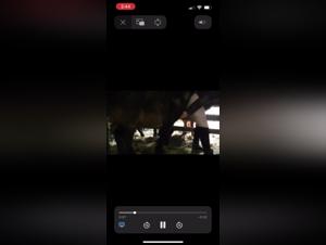 Forbidden Meeting: Woman and Horse