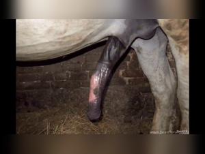 Moments of passion with horses