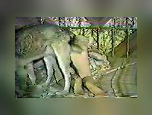 Forbidden Desires: Unveiling the Scandal