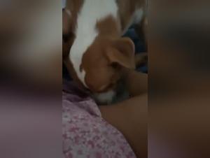 Bestiality sex: Sleeping Milf and her dog