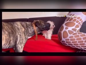 A First Sex Experience with a Dog