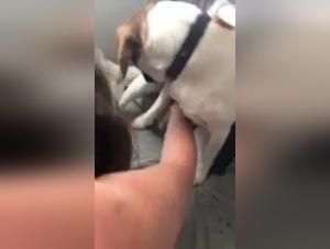 Woman subjected to a dog in an extreme zoophilia video